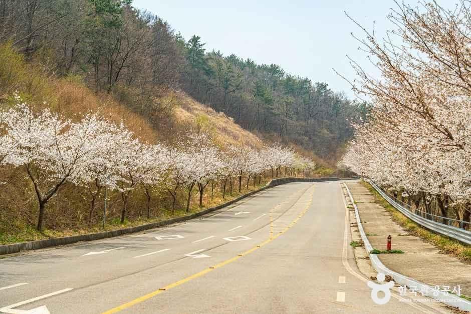 여수_화양면 벚꽃길 (5).jpg