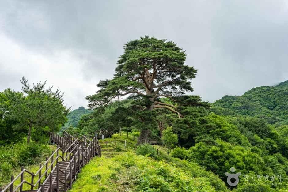 남원_뱀사골 와운마을 (2).jpg