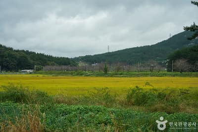 [솔향기길] 4코스