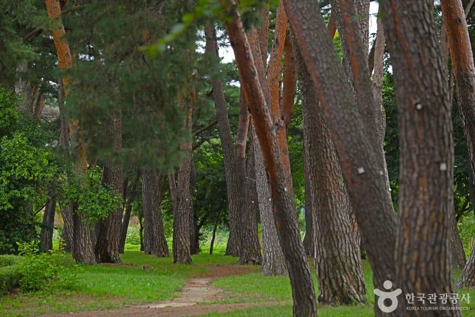허난설헌 솔숲 (6)