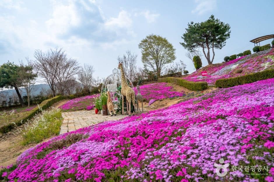 진안_진안 꽃잔디동산 (1)