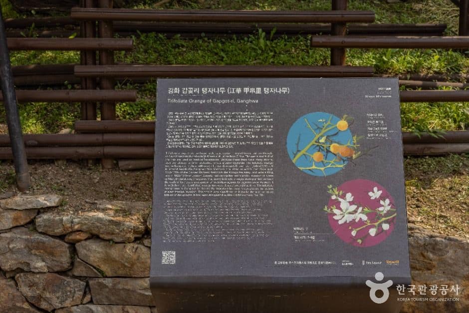 강화_강화 갑곶리 탱자나무 (7)