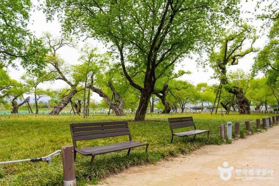 경북_성주_성주 경산리 성밖숲_외부_2.jpg