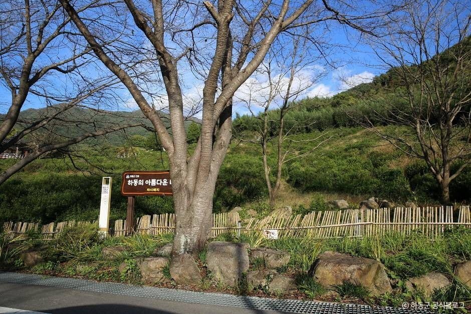 하동_쌍계사차나무시배지 (6)