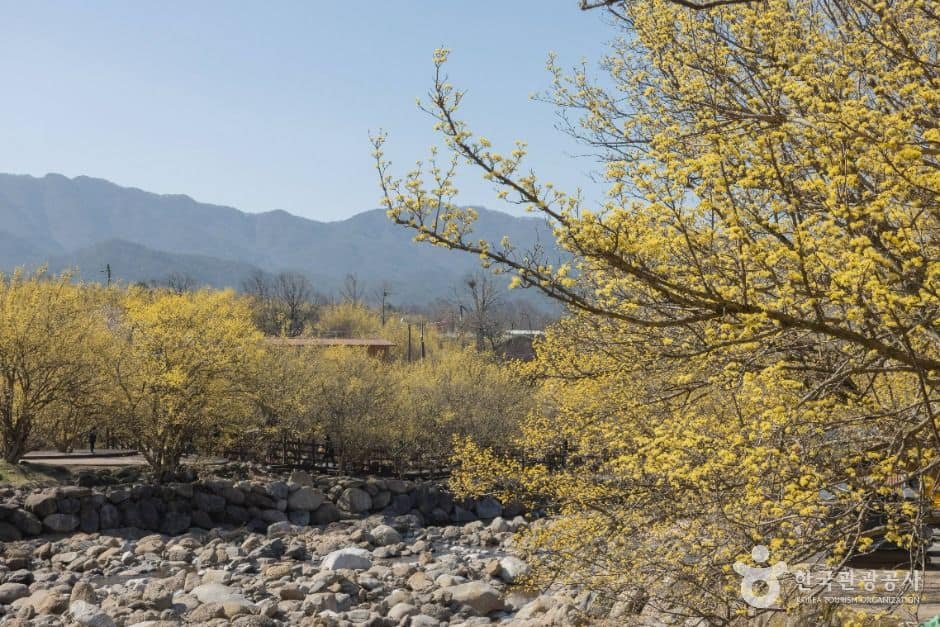 구례_구례 산수유마을 (8)