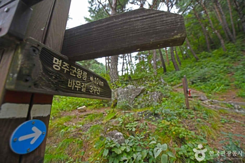 강릉_[강릉 바우길 3구간] 어명을 받은 소나무길 (8)