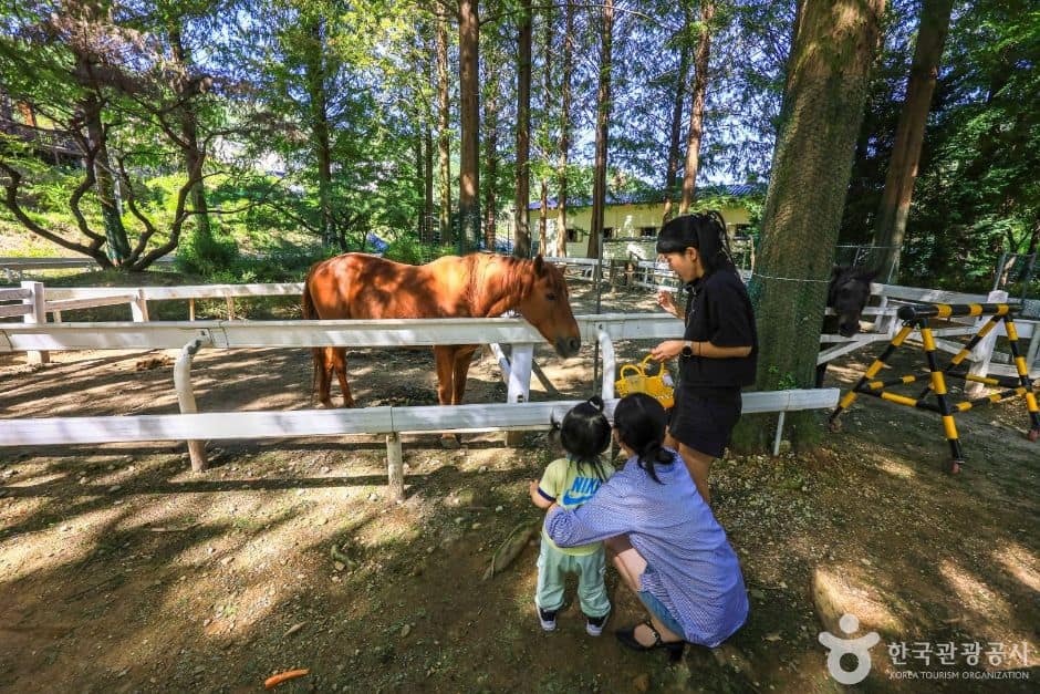 용인_한터 조랑말농장 (2)