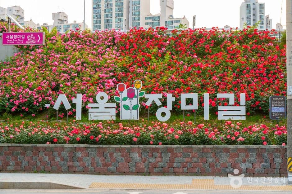 중랑장미공원 (7)