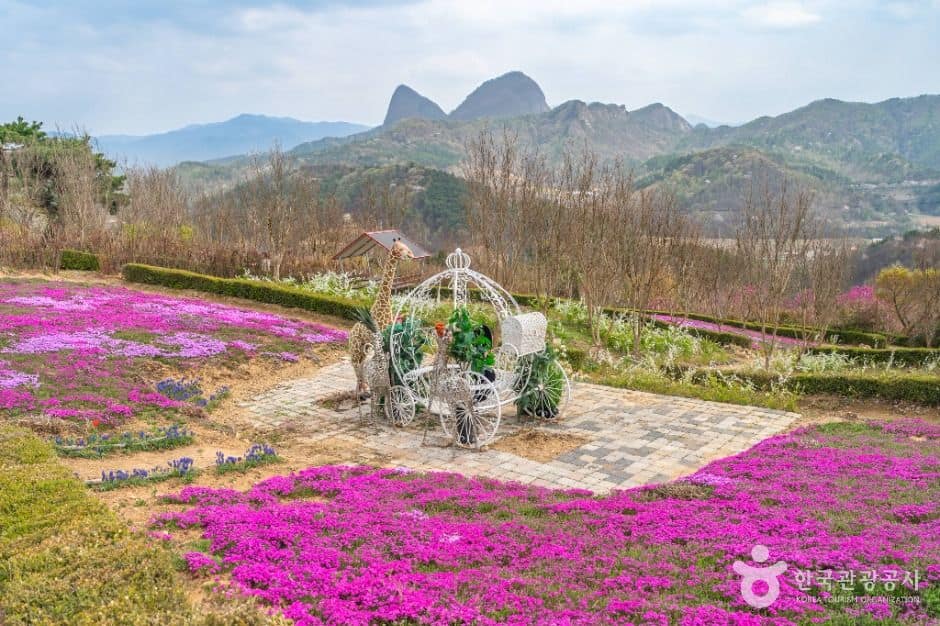 진안_진안 꽃잔디동산 (5)