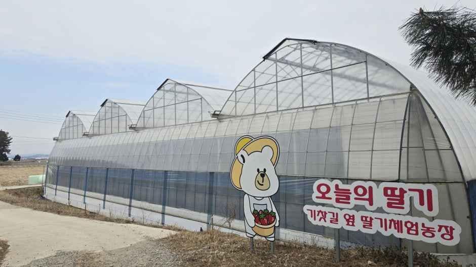 익산_오늘의 딸기 (4).jpg