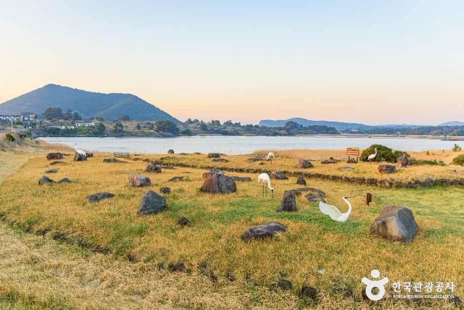 제주_하도리 철새도래지 (5).jpg
