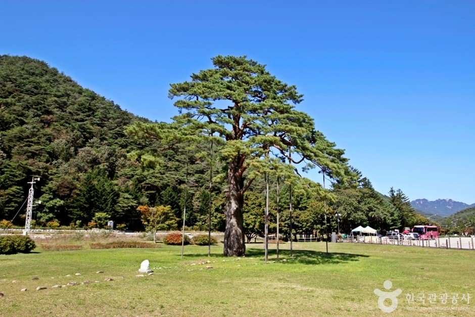 속리산 관광특구 (1)