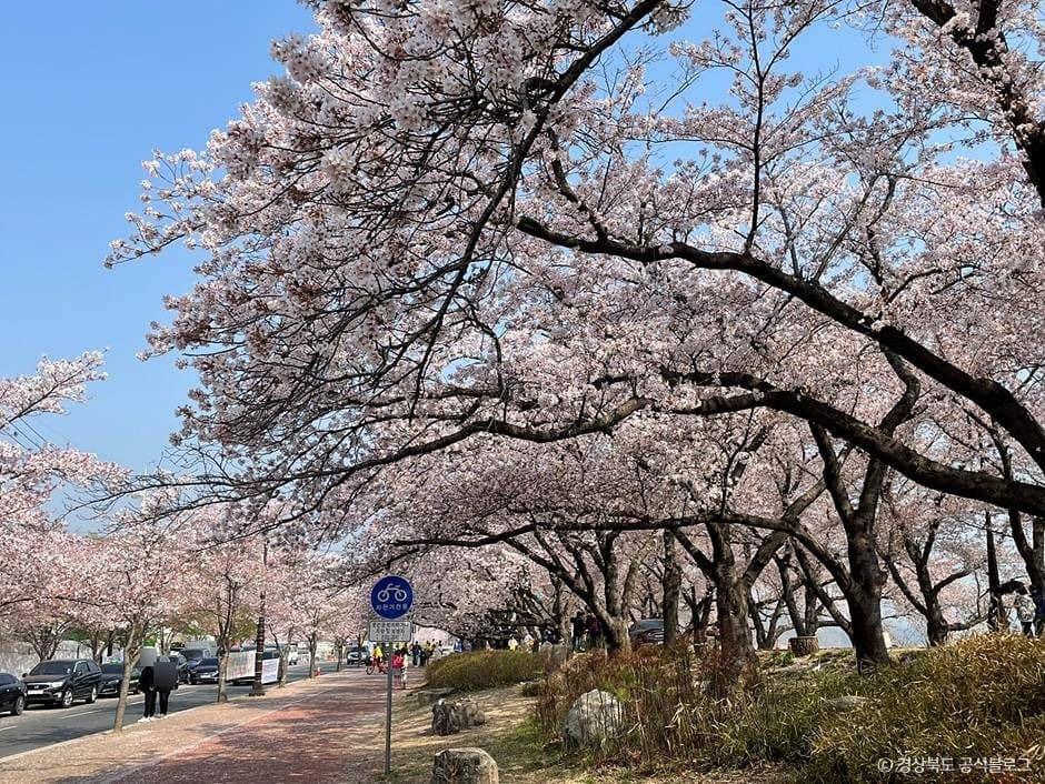 경주_흥무로 벚꽃길 (1)