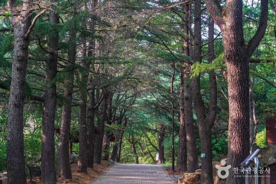 대구_팔공산국립공원(동화사지구) (2)