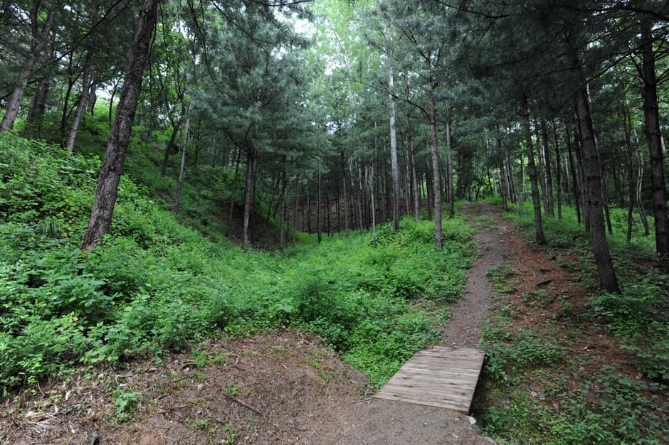 강원_화천군_창안산산림욕장_산책로2