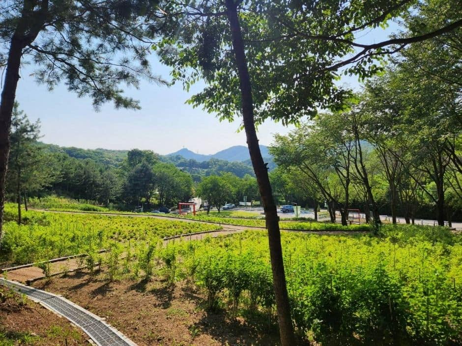 자일산림욕장 (2)