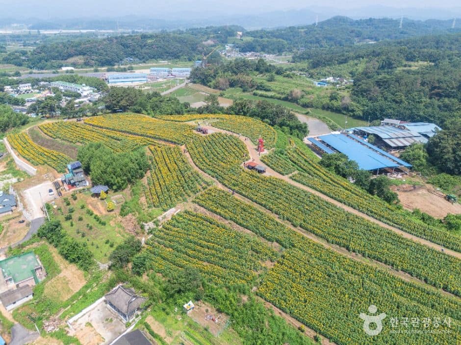 함안_강주 해바라기 마을 (7)
