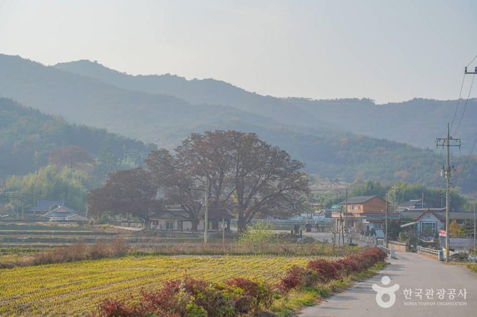 영광_영광 용암마을 (1)