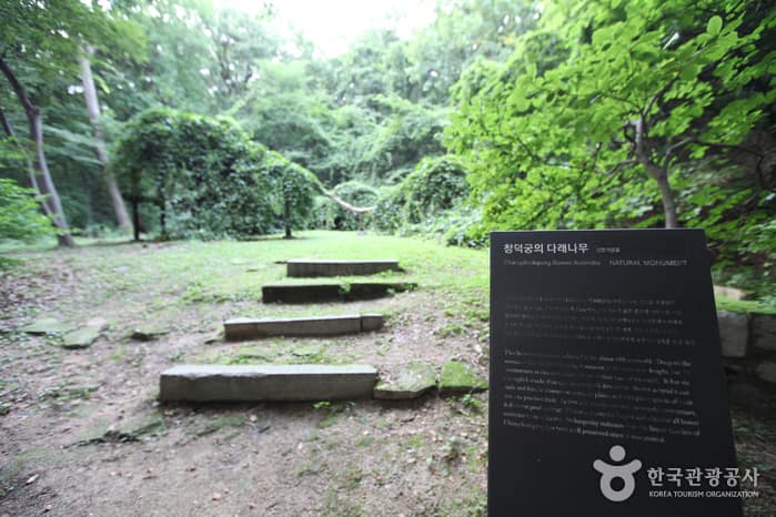 창덕궁의 다래나무