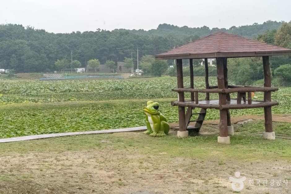 내동마을연꽃단지2
