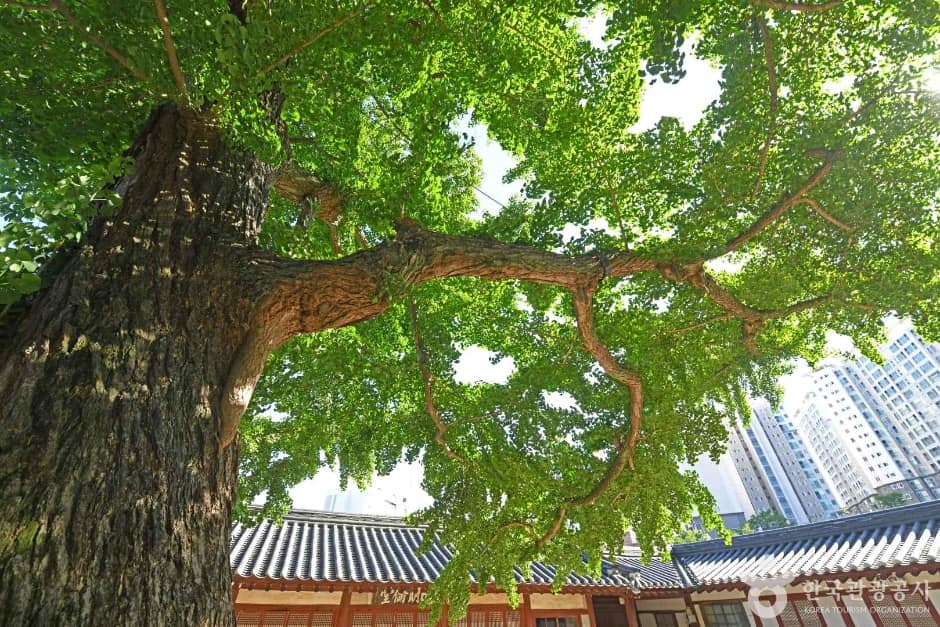 서산향교은행나무 (3)