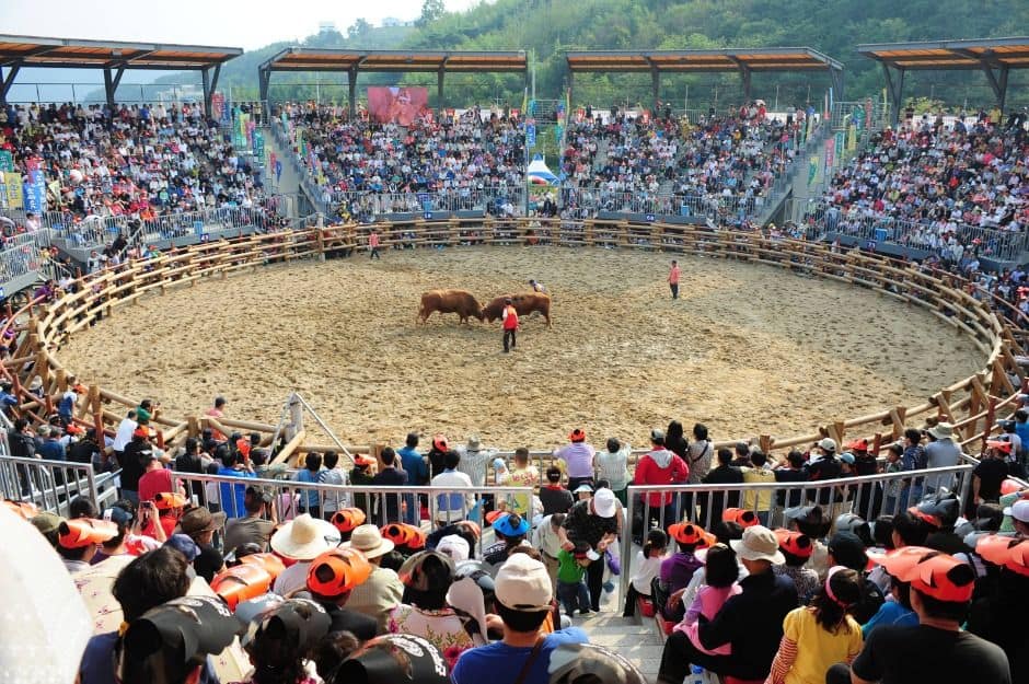 진주 소힘겨루기 경기장 (5)