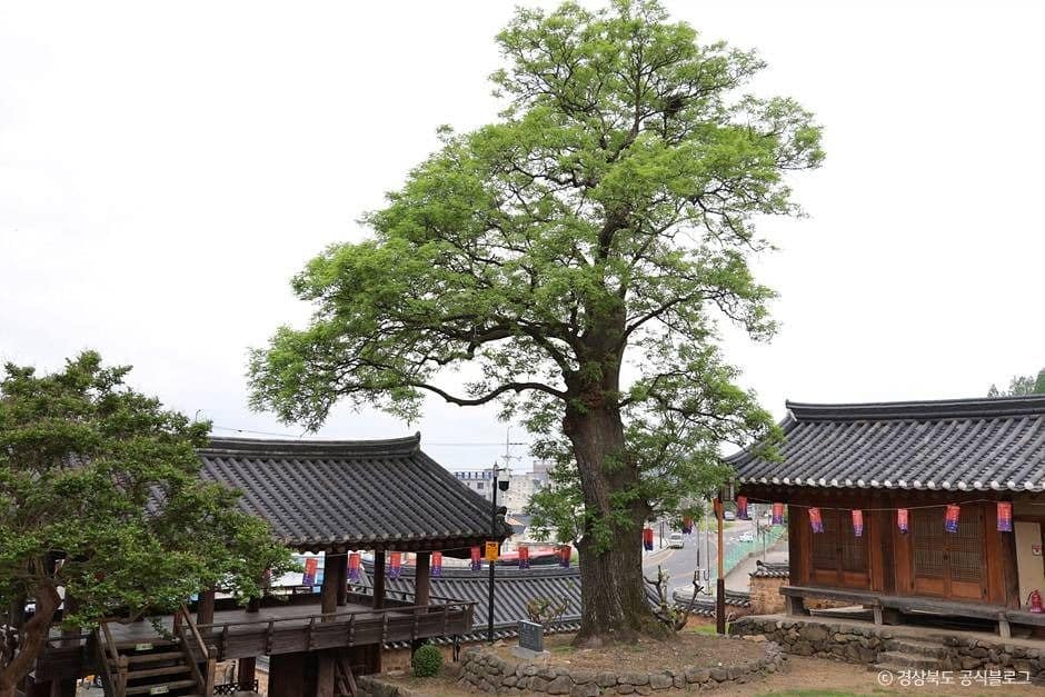 영천_영천향교 (5)