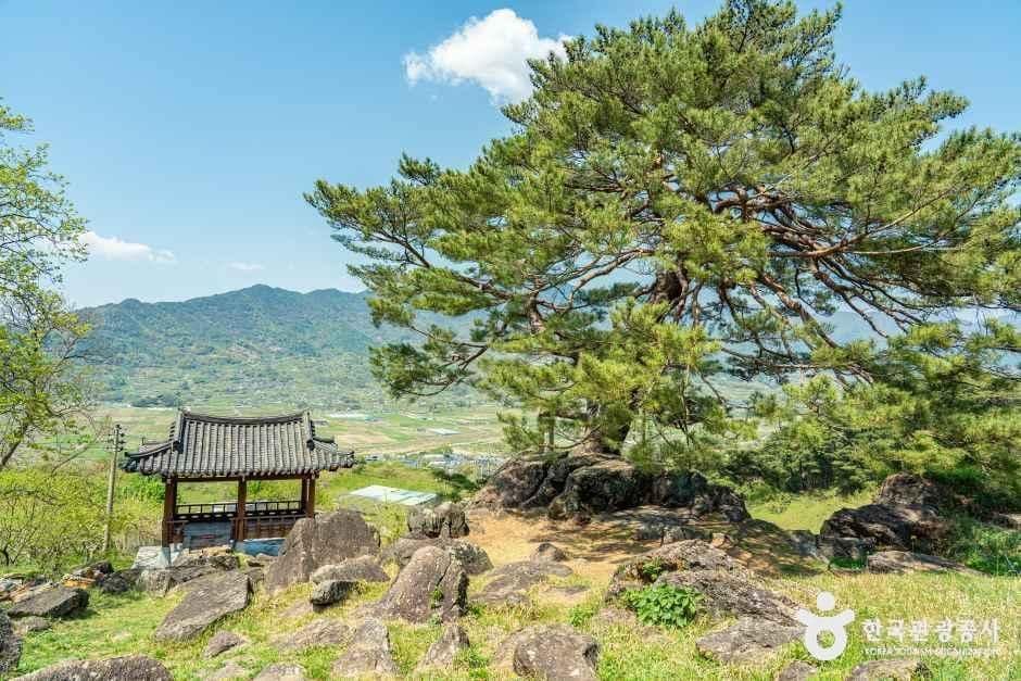 하동_하동 축지리 문암송(악양문암송) (5).jpg