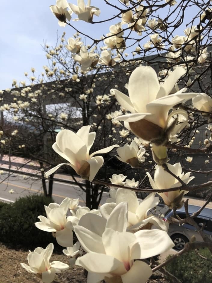 옥천종합운동장 (5)