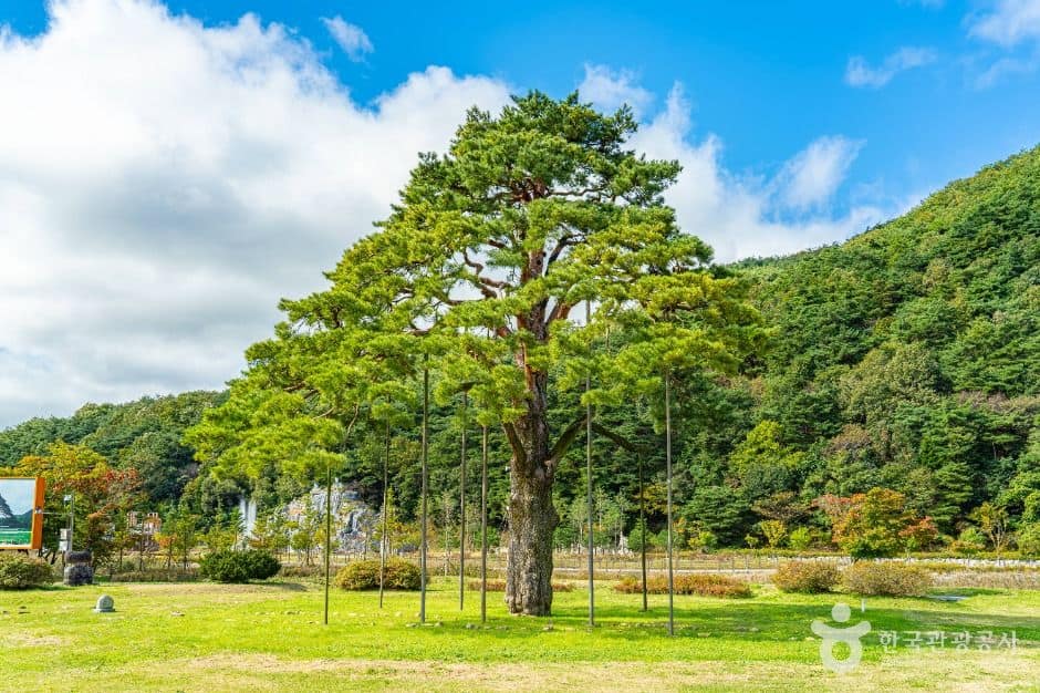 보은_보은 속리 정이품송 (1)