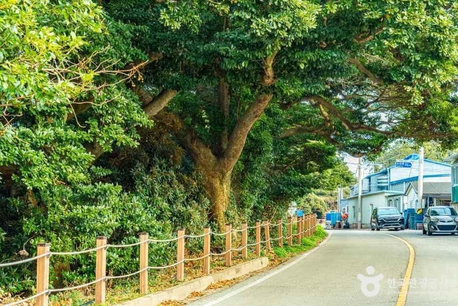 완도_완도 맹선리 상록수림 (1).jpg