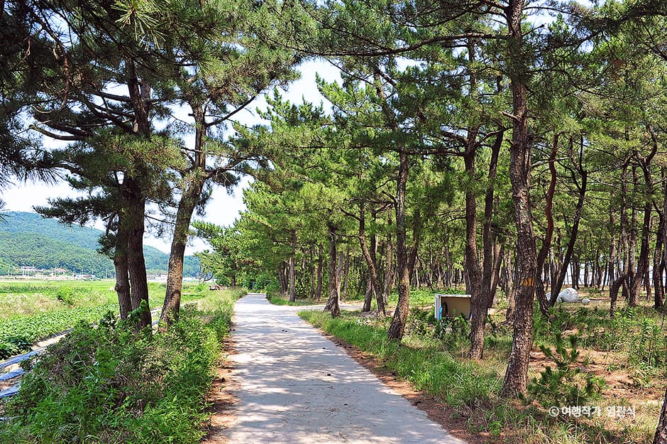[해파랑길] 48코스 사진 2