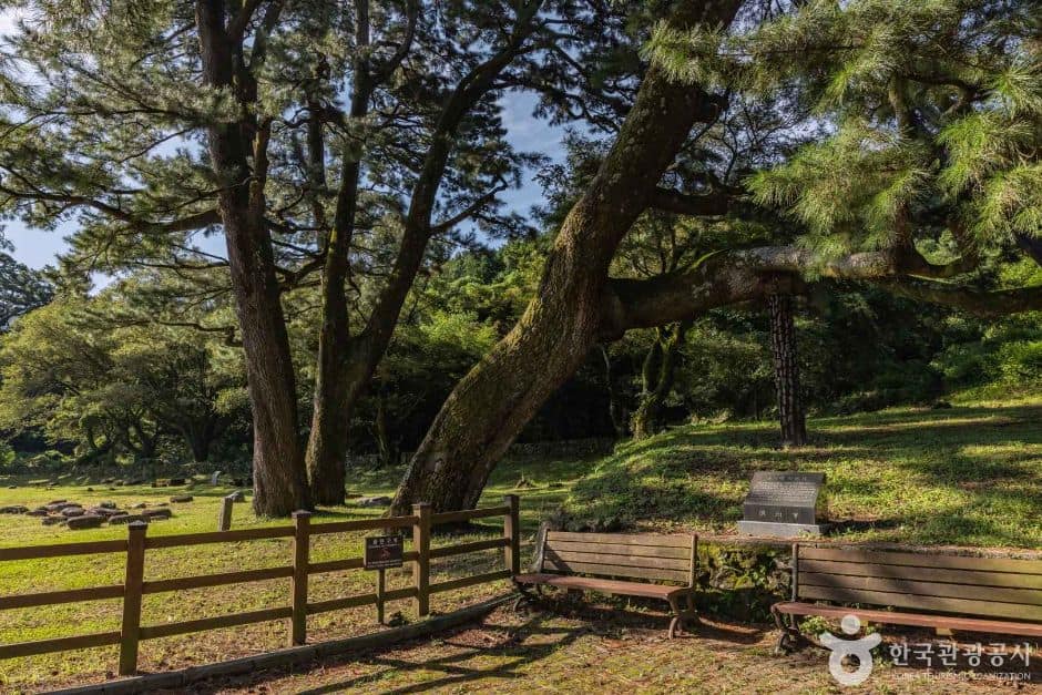 제주_제주_산천단곰솔 (2)