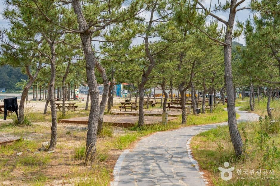 양양_기사문해수욕장 (7)