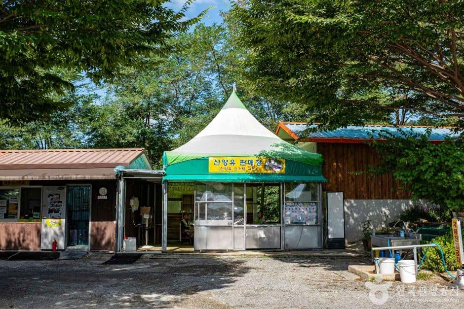 칠곡_칠곡양떼목장 (6)