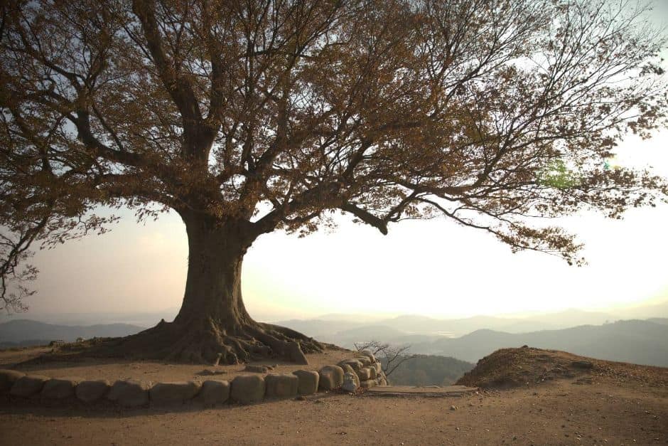 부여_성흥산 사랑나무 (5)