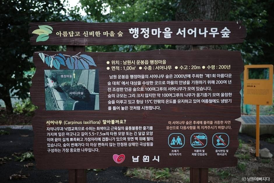 남원_서어나무 숲 (1)