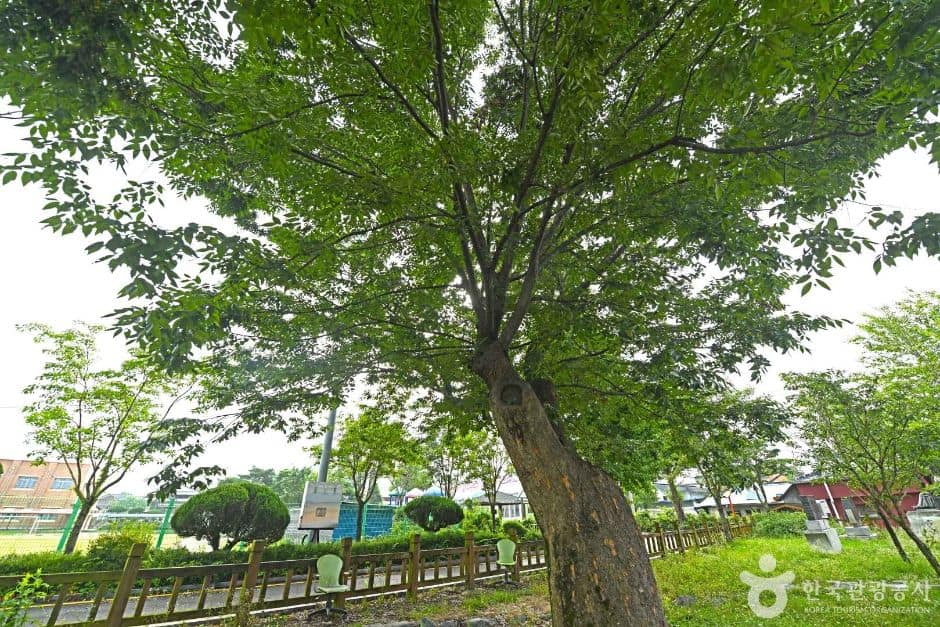 진안 평지리 이팝나무 군 (6)
