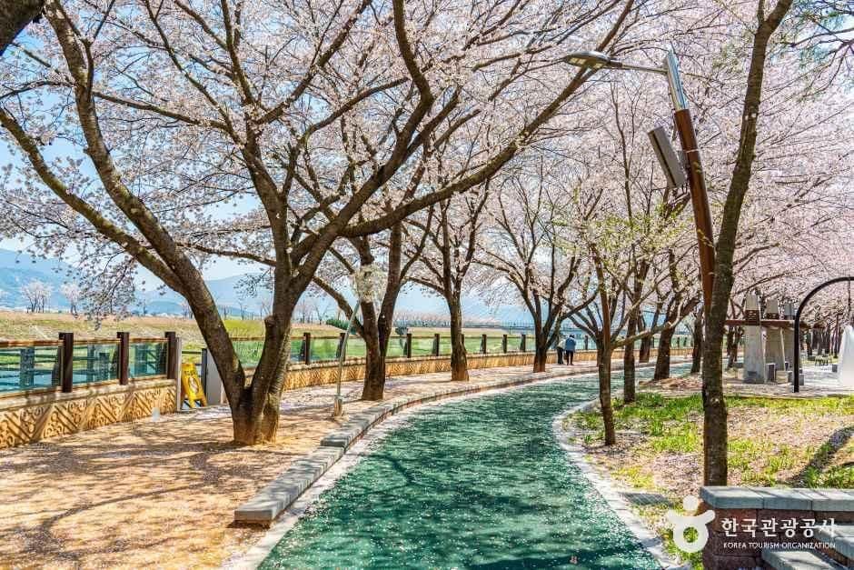 구례_구례 섬진강 벚꽃길 (6).jpg