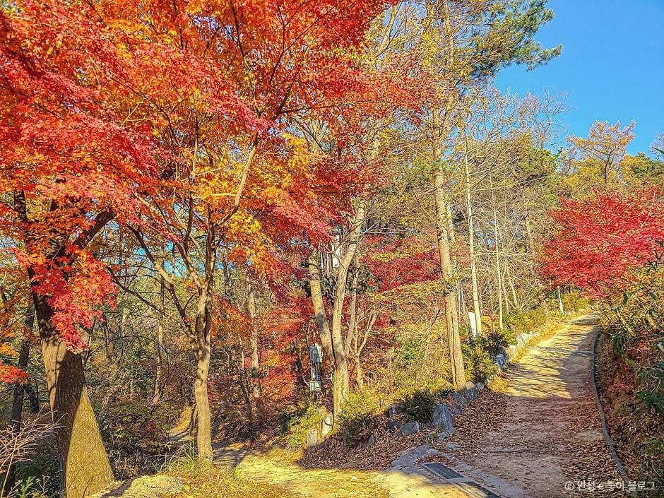 안성_비봉산 (1)