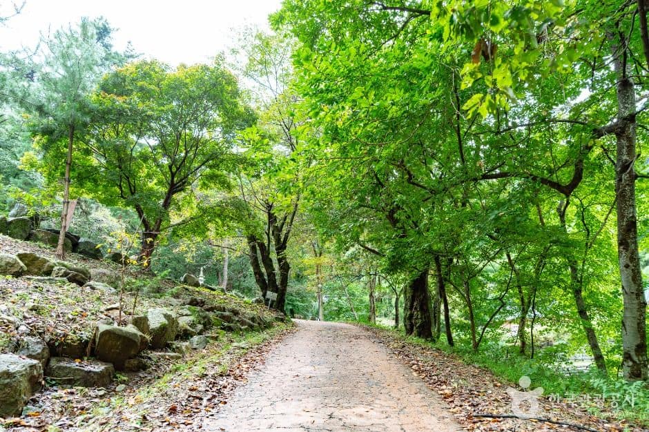 아산_천년의숲길 (5)