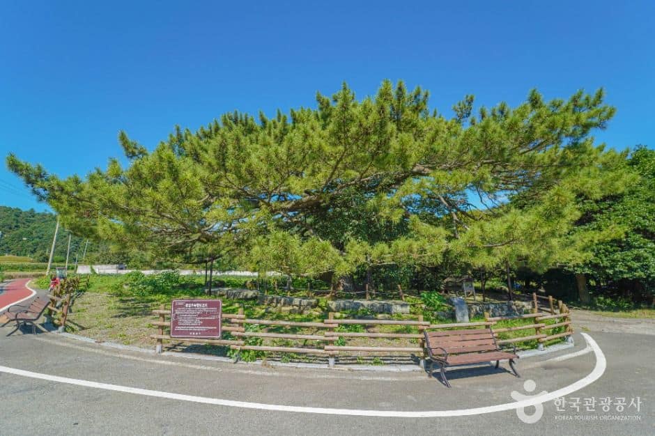 장흥_장흥 옥당리 효자송 (2)