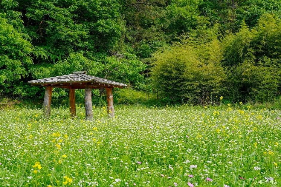 통영_통영RCE세자트라숲 (9)