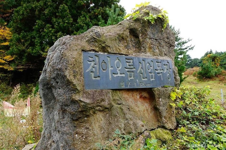 제주_천아오름 (1)