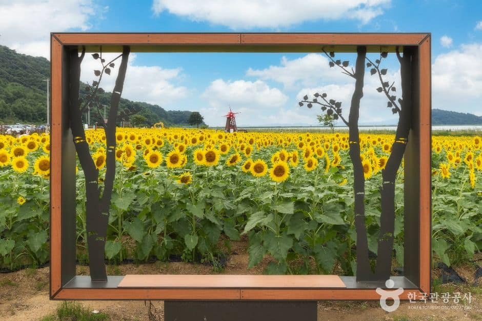 난정리 해바라기마을 정원 (6)