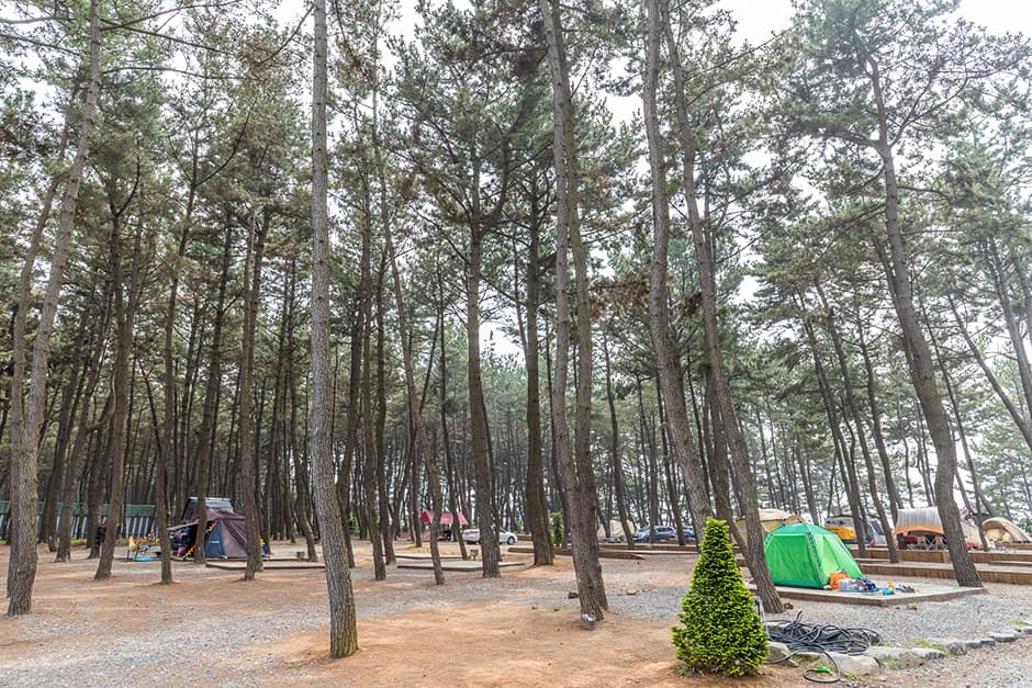 장항오토캠핑장_전경3