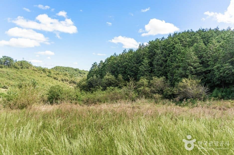 익산_두동편백나무숲 (2)