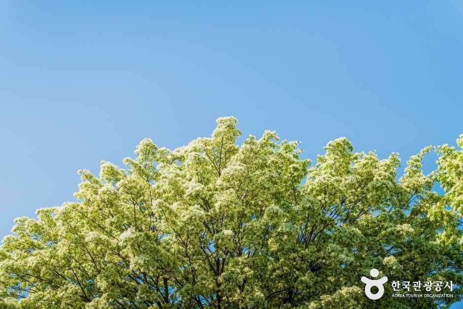 전북_전주_팔복동이팝나무철길_외부_5.jpg