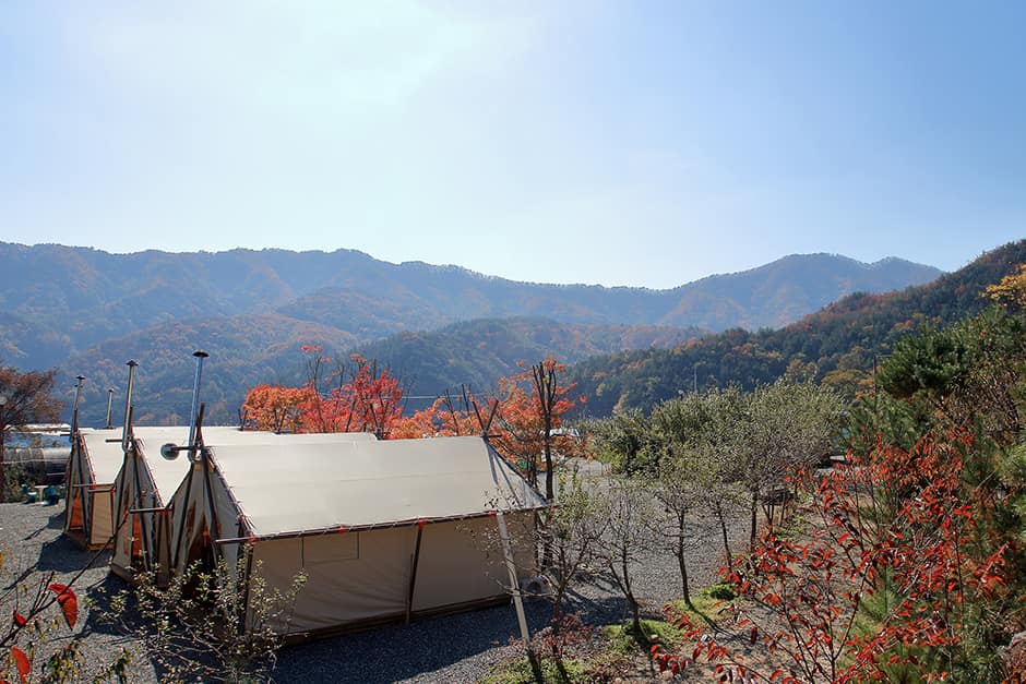 살구나무글램핑&펜션_전경