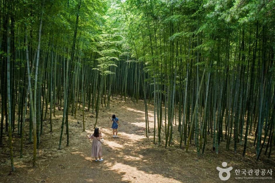 아홉산숲 (2019)